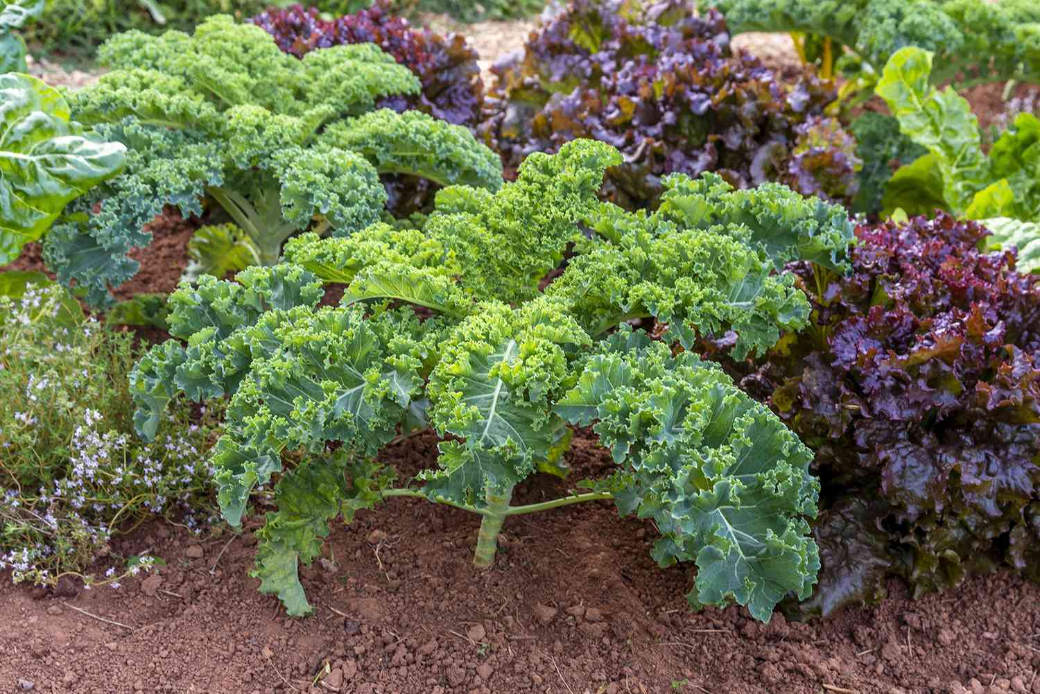 Best Foods For Weight Loss According To Science
